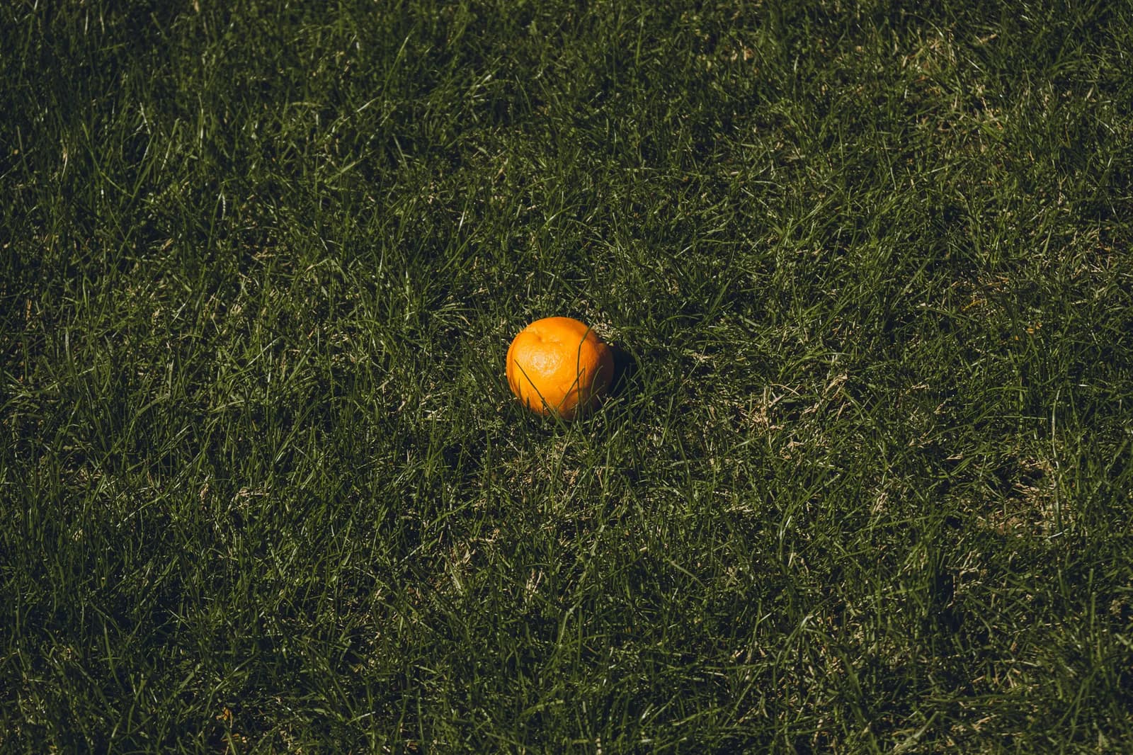 Orange in the Grass